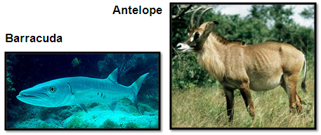 Antelope && Barracuda